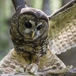 Spotted owl catching a mouse in Mount Rainier National Park