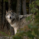 Wolf standing in woods